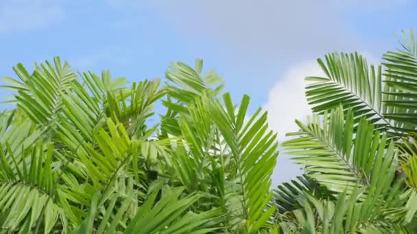 Zielona Palma Błękitnym Niebie Czarna Ziemia Lato Zamknij Się — Wideo stockowe