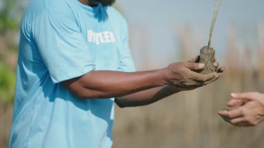 Çevre koruma ve ekoloji için mangrov ormanlarına ağaç eken bir grup gönüllü yardımcı küresel ısınmayı azaltıyor.