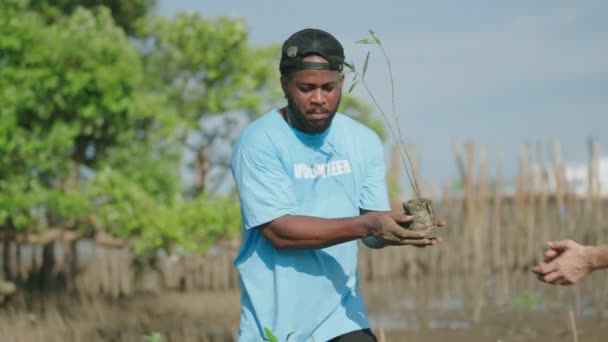 Grupo Ajudantes Voluntários Plantando Árvores Floresta Manguezais Para Proteção Ambiental — Vídeo de Stock