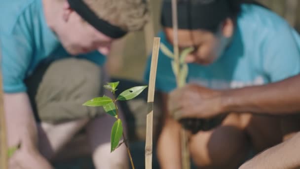 Groep Vrijwilligers Die Bomen Planten Mangrovebossen Voor Milieubescherming Ecologie Verminderen — Stockvideo