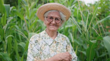 Şapkalı mutlu gülümseyen Asyalı yaşlı kadının portresi ve mısır tarlasında duran kameraya bakışı. Yaşlı kadın bahçeyle uğraşıyor ve bahçede bitki yetiştiriyor. Emekliliğin yaşam tarzı