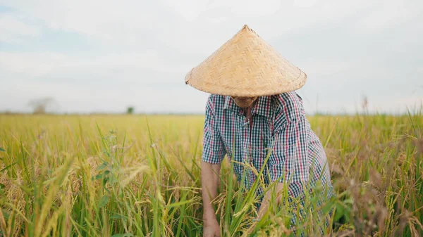 Elderly asian woman farmer harvesting rice with sickle in field. Female farmer in straw hat using sickle harvesting rice in countryside. Woman farmer working in rice field during harvesting season