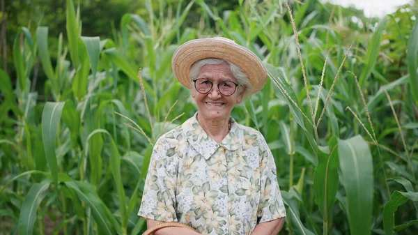 Şapkalı mutlu gülümseyen Asyalı yaşlı kadının portresi ve mısır tarlasında duran kameraya bakışı. Yaşlı kadın bahçeyle uğraşıyor ve bahçede bitki yetiştiriyor. Emekliliğin yaşam tarzı