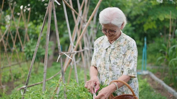 Happy Asian elderly woman gardening and growing plants in home garden. Elderly woman picking chili peppers in the backyard. Lifestyle of retirement concept