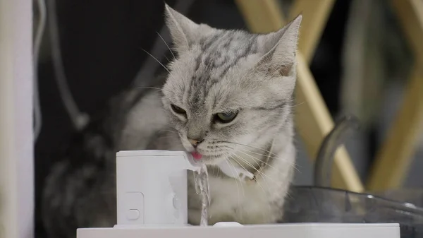 Close up grey and white kitten drinking water at the pet drinking fountain. Pet cat drinking water using automatic water dispenser, pet life with technology