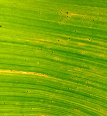 yeşil yaprak dokusu arkaplanı