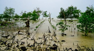 Bangka kıyısındaki mangrov rehabilitasyon manzarası