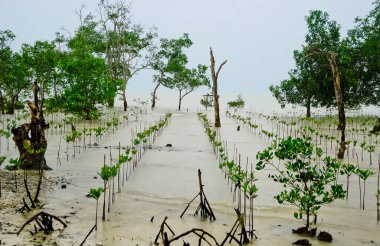 Bangka kıyısındaki mangrov rehabilitasyon manzarası
