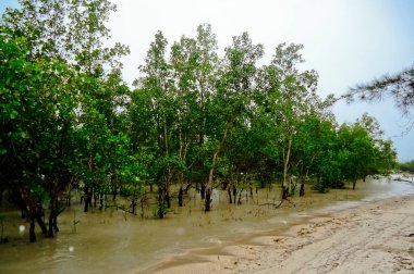 Bangka sahilindeki avicennia ağacı manzarası