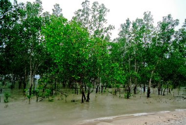 Bangka sahilindeki avicennia ağacı manzarası