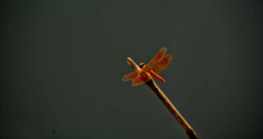 Kırmızı bir yusufçuğun yakın plan görüntüsü, Situ Gintung, Depok