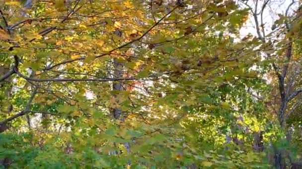 在科德角查塔姆 秋天和秋天的叶子在轻轻的微风中飘扬 — 图库视频影像