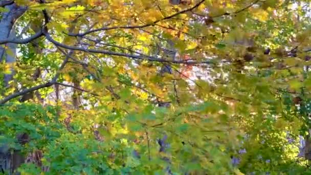 Φθινοπωρινά Και Φθινοπωρινά Φύλλα Φυσούν Ένα Απαλό Αεράκι Στο Chatham — Αρχείο Βίντεο