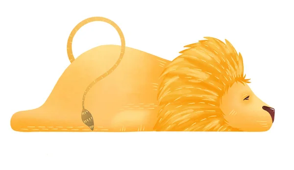 Nice lazy lion. Lion isolated on a white background