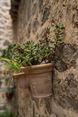 Crassula Ağaç Cenneti - gümüş yeşillik bitkisi, gümüş dolar (yeşim taşı) bitkisi, beestebul, Çin yeşimi, kurabiye bitkisi, para bitkisi veya para ağacı, Güney Afrika 'nın Batı Burnu' na özgü bir bitki türüdür.