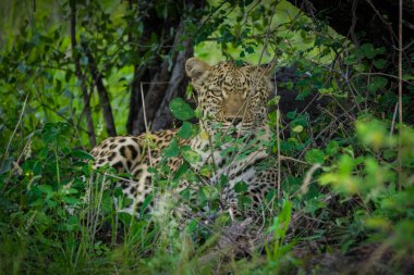 Bush dişi leopar gizleme