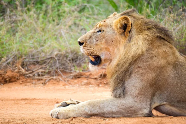 Young Male Lion Ground —  Fotos de Stock