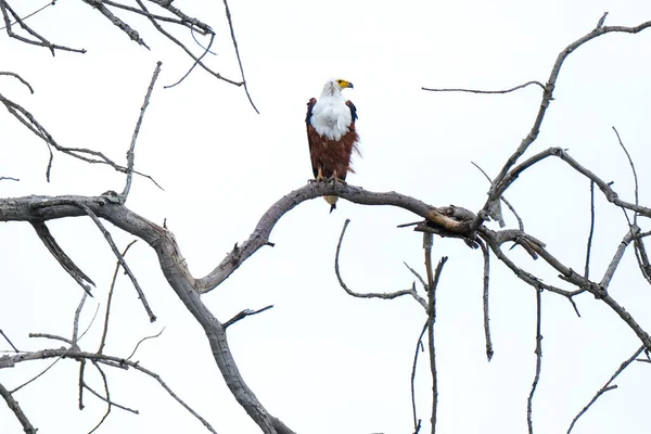 Fish Eagle on the tree