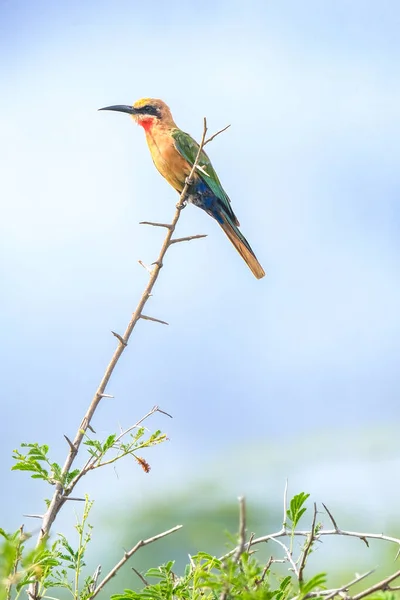 White-fronted Bee-eater on the branch