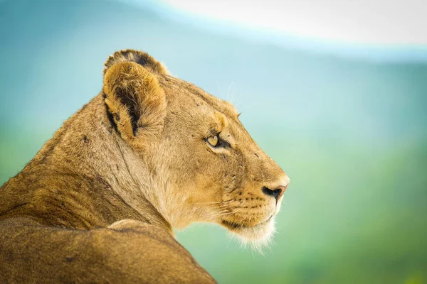 Lioness Relaxing Bush — Stock Photo, Image