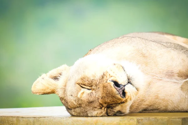 Lioness relaxing in the bush