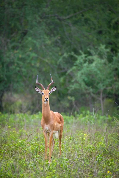 Beautiful male impala in the bush