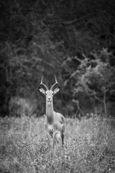Schöne Männliche Impala Busch — Stockfoto