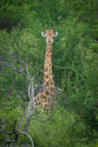 Жираф Воле — стоковое фото