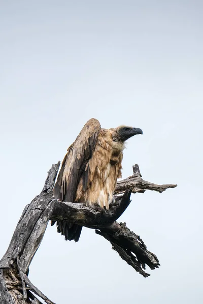 Vulture on the tree