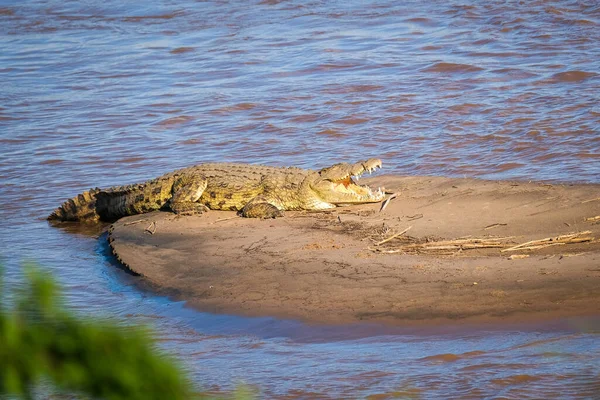 wild white vulture in the forest