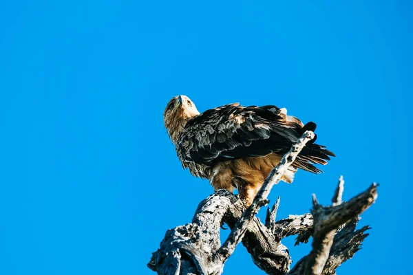 Wahlberg's Eagle on the branch