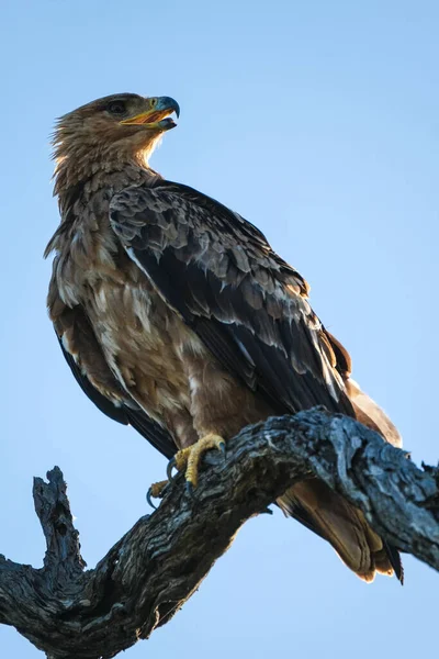 Wahlberg's Eagle on the branch