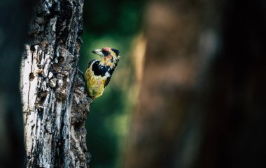 Ağaçtaki ibikli Barbet