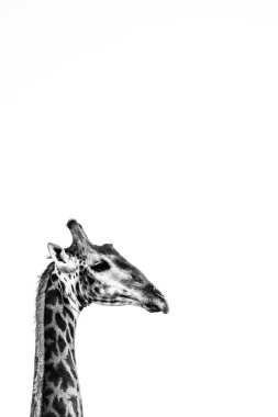 Zürafanın başı siyah beyaz