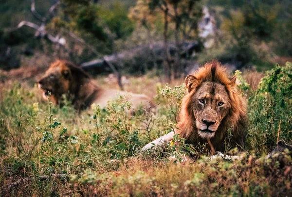 草丛中的两只雄狮 — 图库照片