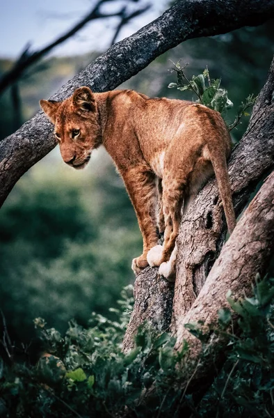 Lion Cub Tree — Stock Photo, Image