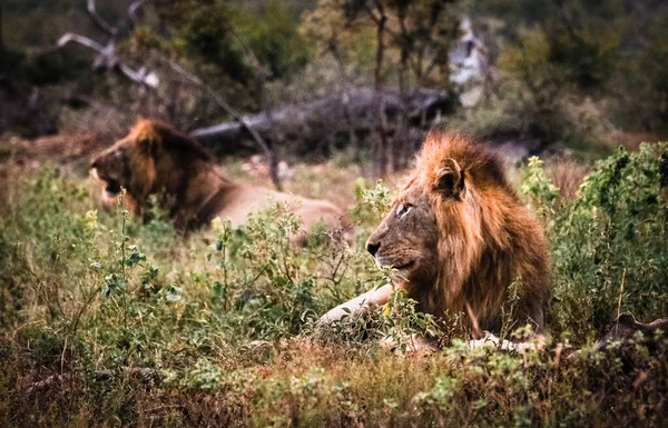 Twee Mannelijke Leeuwen Het Wild — Stockfoto