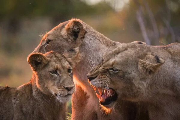 Angry Lioness Teaching Her Cubs — Stock Photo, Image