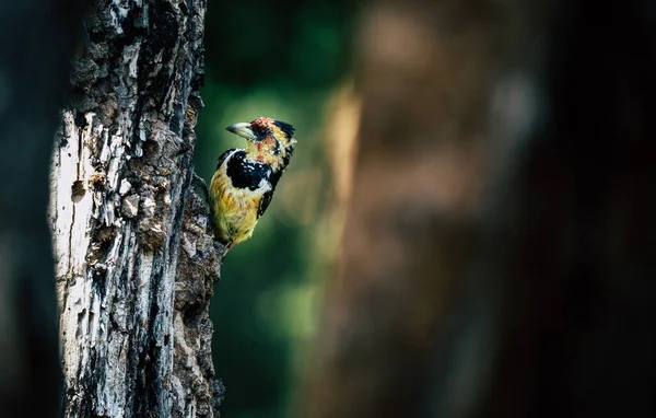 Ağaçtaki ibikli Barbet