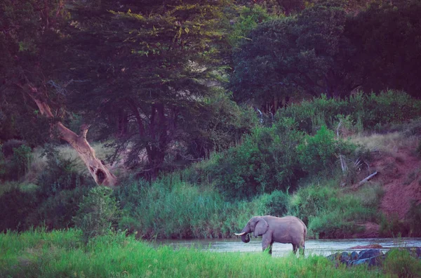 Fil kafası portresi. Yakın plan.