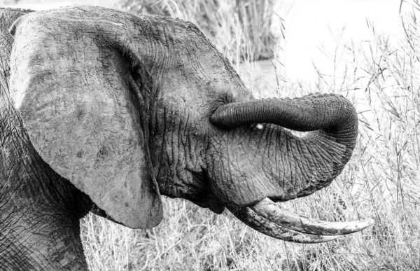 stock image Bull elephant scratching his eye