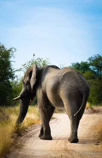 Boğa fil yolda yürüyor.