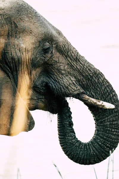 Elephant head portrait close-up