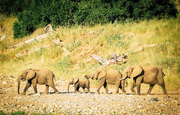 Fil sürüsü üretiyor.