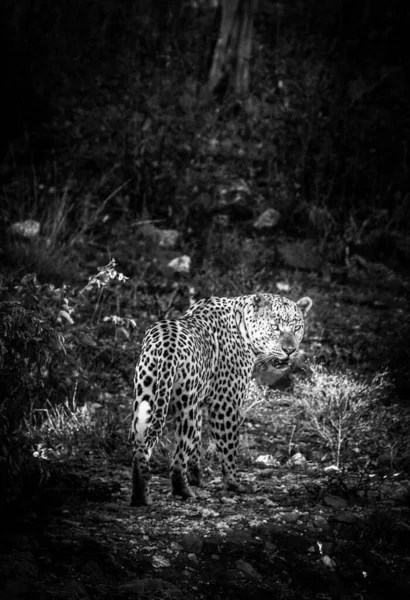 Male leopard in the bush black and white