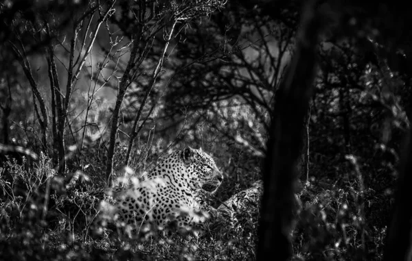 Male leopard in the bush black and white