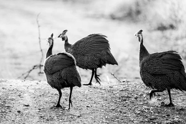 Vahşi doğada Guinafowls 