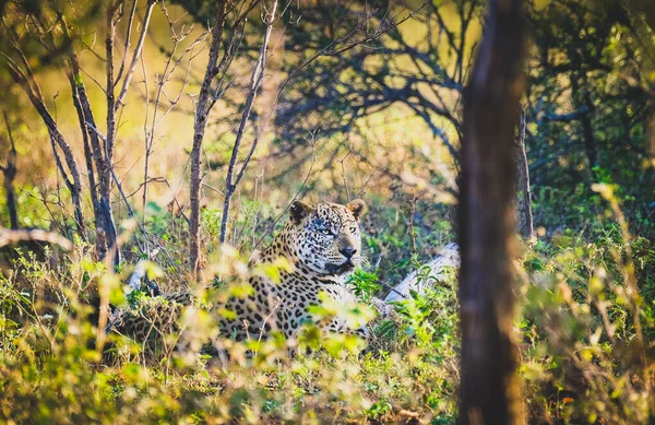 丛林里的雄性豹子 — 图库照片