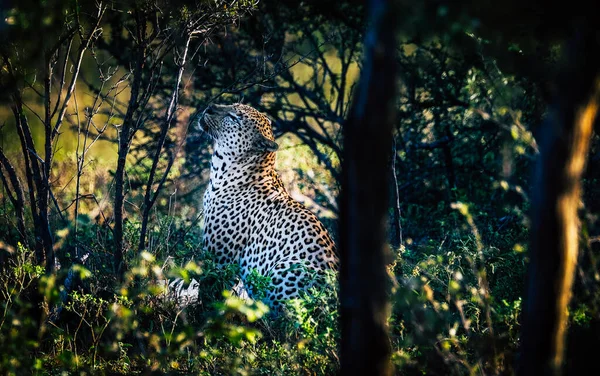 丛林里的雄性豹子 — 图库照片