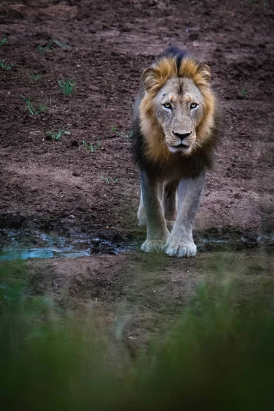 Lion Mâle Dans Nature — Photo